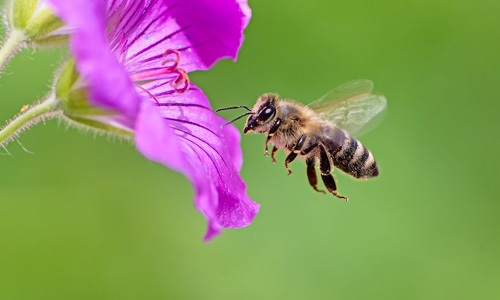 пчела подлетает к цветку за нектаром