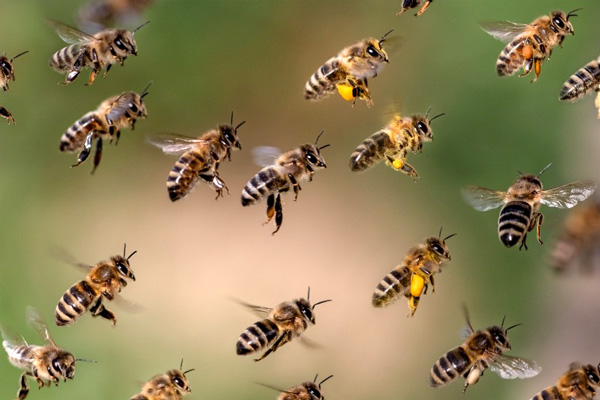 пчёлы покидают улей