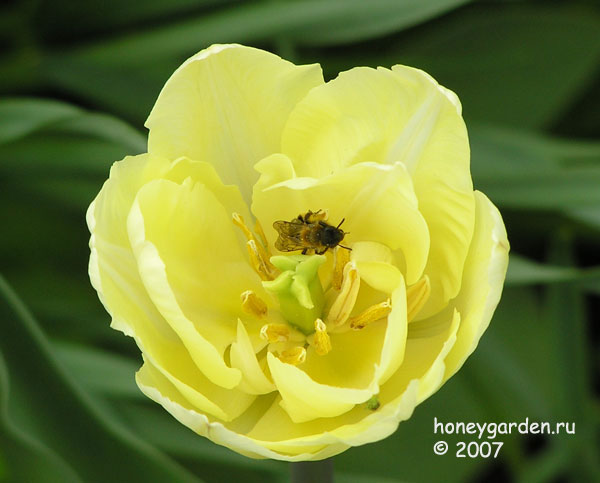 Пчела в цветке тюльпана.