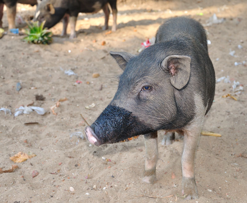 Вьетнамская свинка с вымазанным грязью рылом.