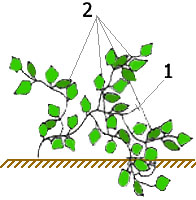 схема формирования растений огурца в открытом грунте