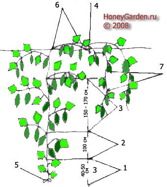 схема формирования растений огурца в защищенном грунте