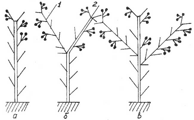 схема формирования куста томата