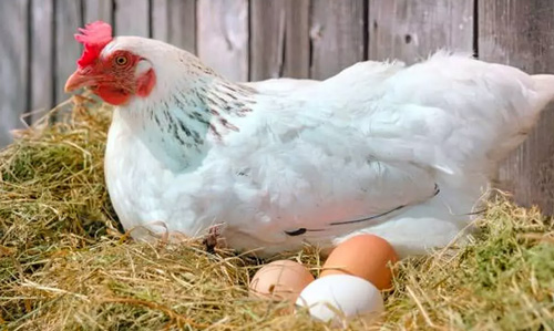 курица насиживает яйца