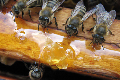 Подкормка пчёл