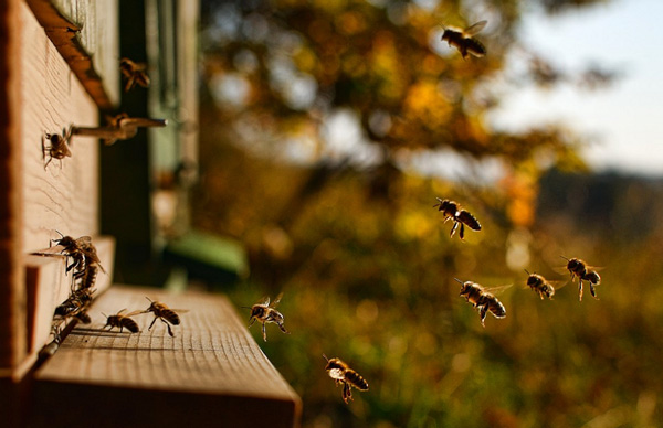 пчёлы подлетают к улью