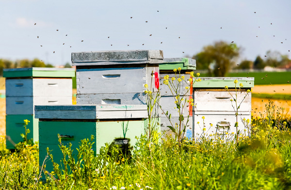 пчёлы собирают мёд на цветущем поле