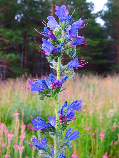 синяк обыкновенный - echium vulgare
