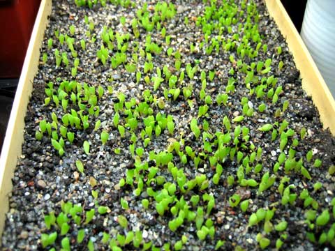 Сеянцы Астрофитума каприкорне (Astrophytum capricorne) в возрасте 9 дней - 18 октября 2004 года