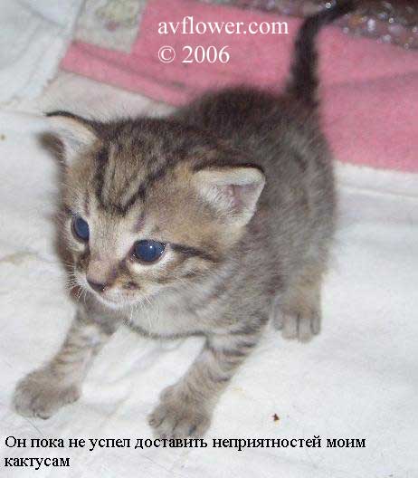 котенок