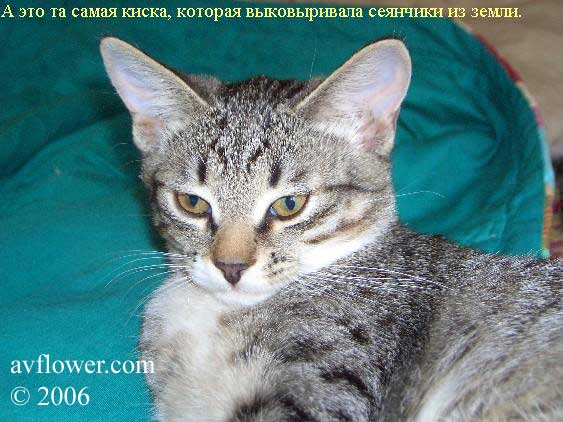 кошка