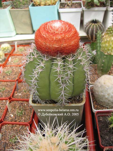 Мелокактус матанзанус (Melocactus matanzanus)
