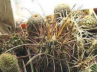 гландуликактус