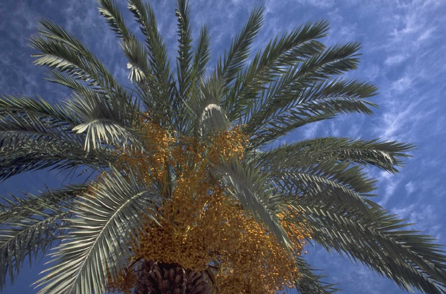 palm_1.JPG