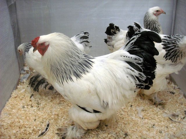 cocks2.jpg
