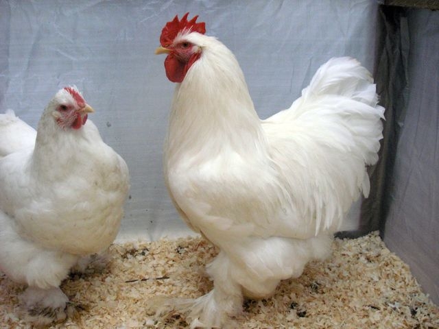 cocks4.jpg