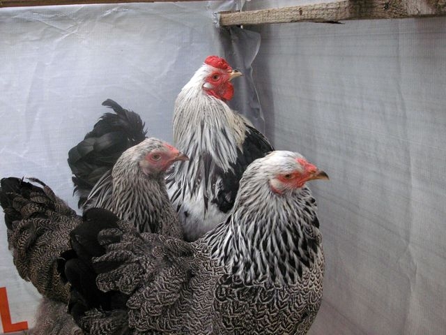 cocks3.jpg