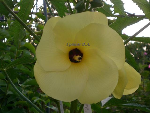 CIMG0103.jpg