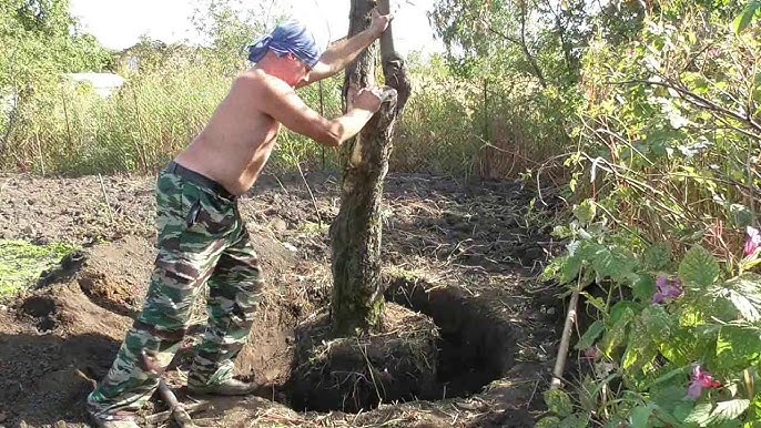 выкорчёвка старых плодовых деревьев