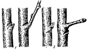 Сделайте кольцевой надрез на древесной ветки. Кербовка груши. Кербовка плодовых деревьев. Кербовка черешни. Кербовка спящих почек.