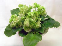 Миниатюра (3 место) Irish Flirt (Sorano), кол. Вера Дубейковская.
