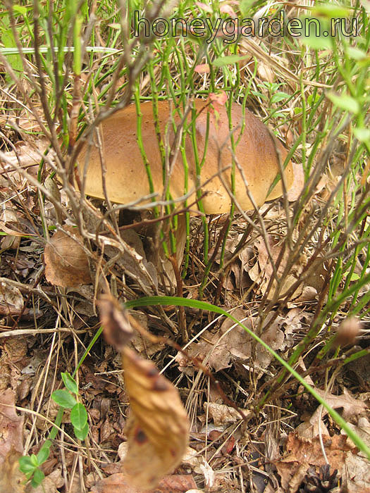 белый гриб в траве