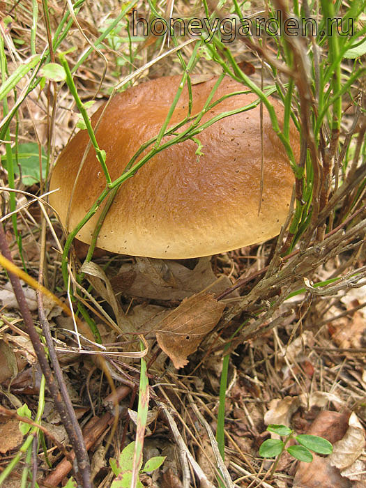 коричневая шапка белого гриба