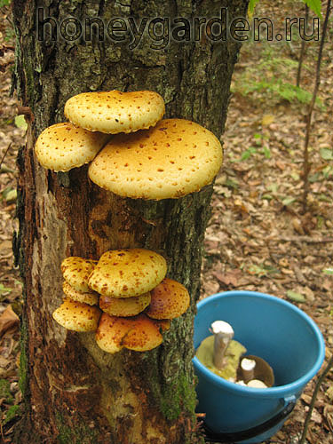 неизвестные мне жёлтые древесные грибы, вероятно, несъедобные