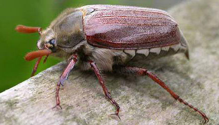 Майский жук википедия описание и фото