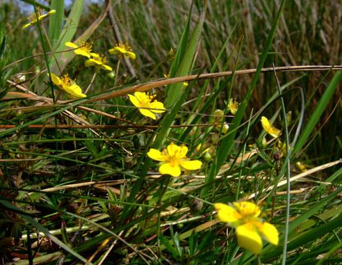 potentilla erecta